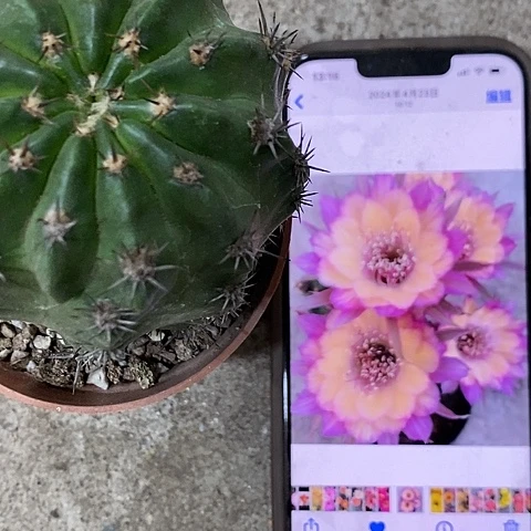 极光丽花，3679990