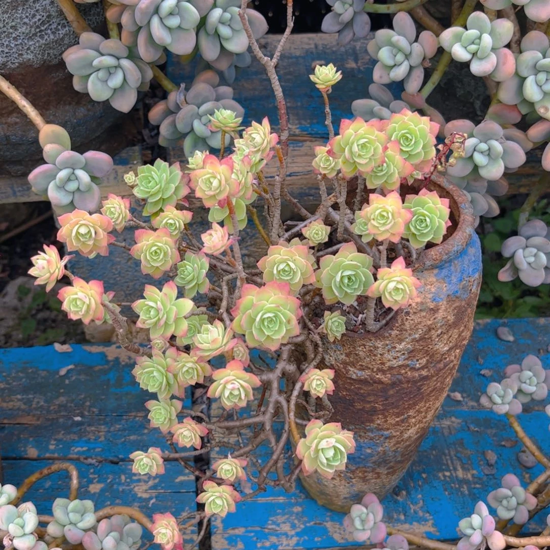 新疆西藏内蒙不发货，薄化妆