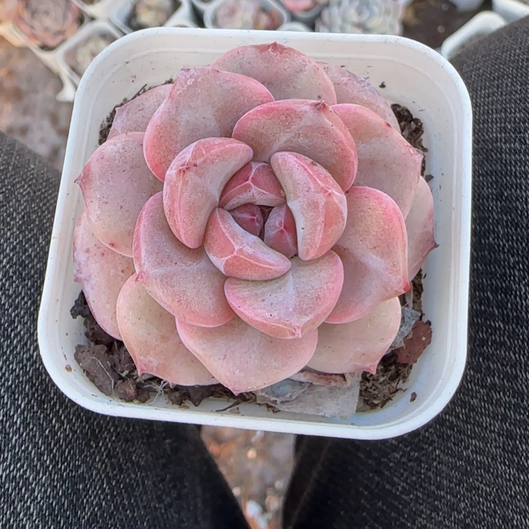 多肉小卡拉米糖心一物一拍