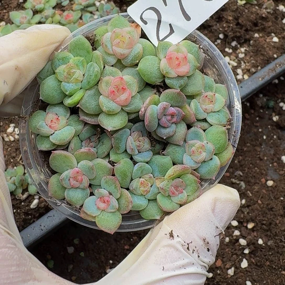 多肉植物多肉植物276云梦