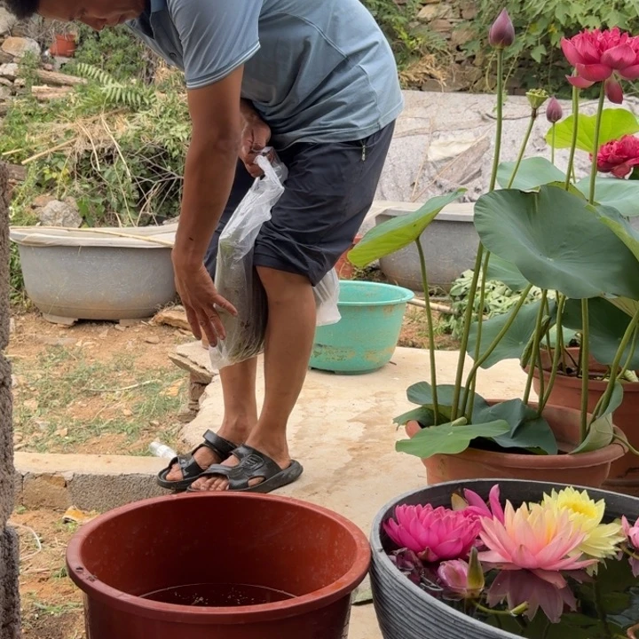 当前无花朵，栽培后可花朵忆***乡