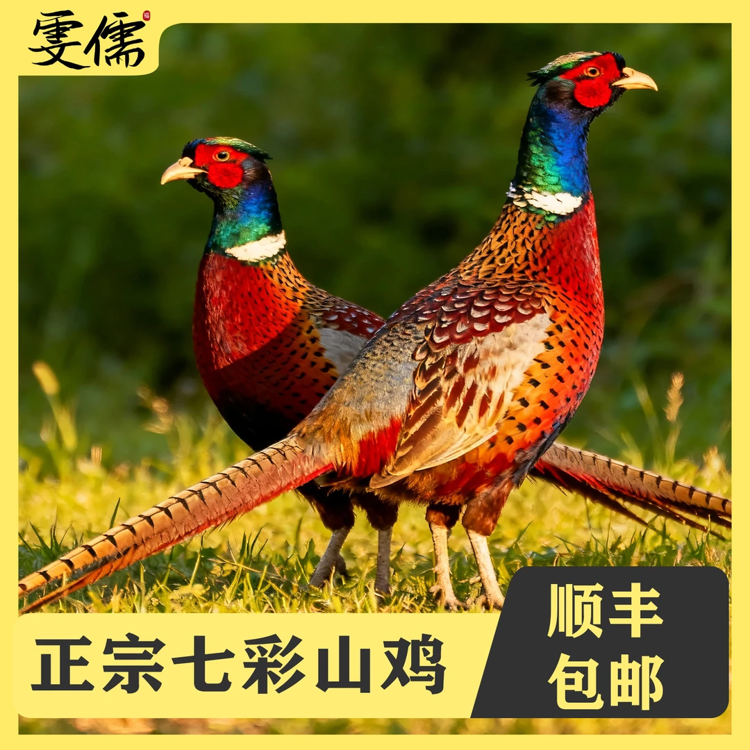 【户外散养1年半以上的】山鸡2只总4-5斤现宰现发 保证新鲜