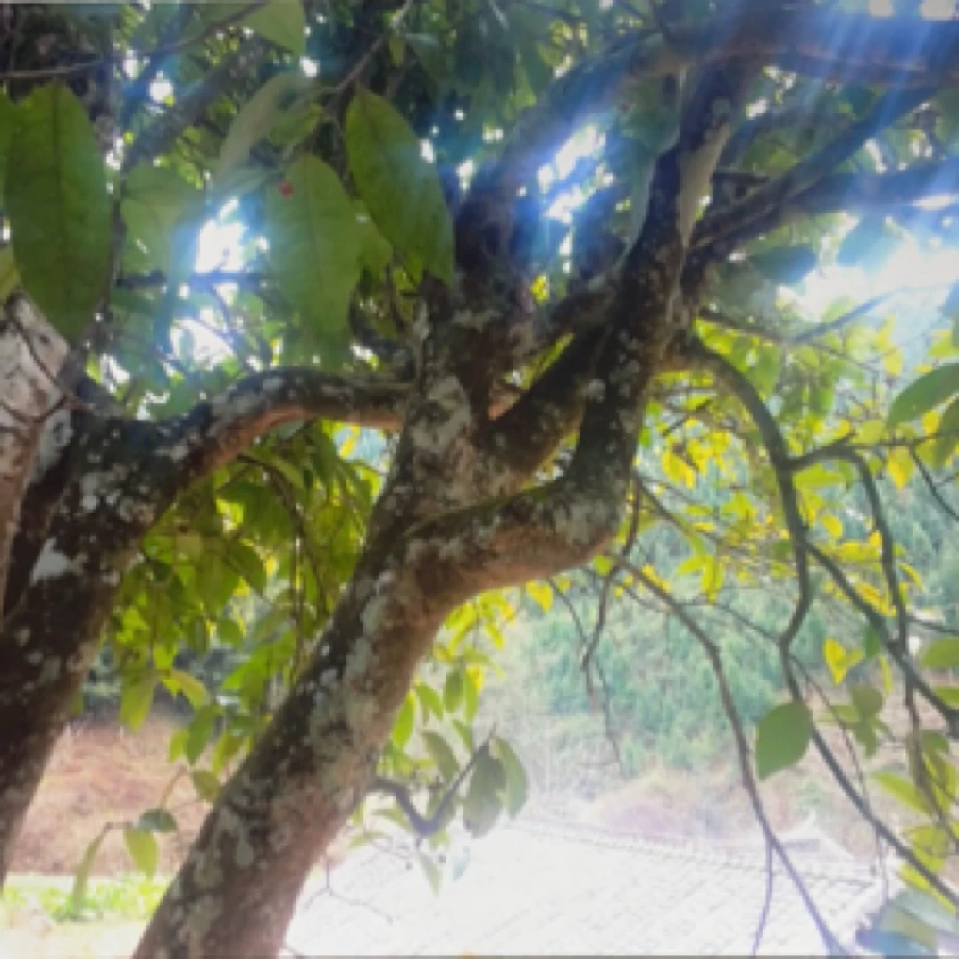 赵顺德家单株生茶4.1公斤