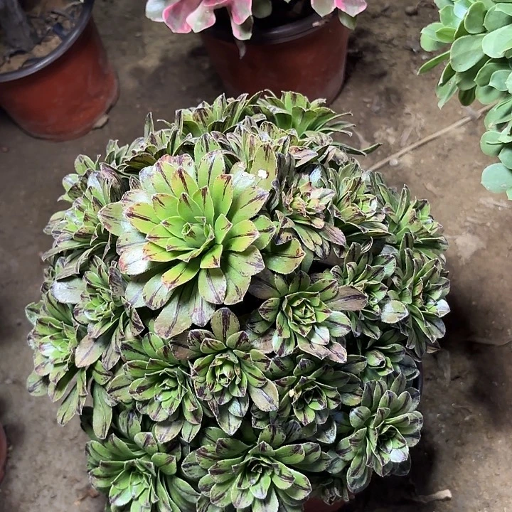 多肉植物法师必火41
