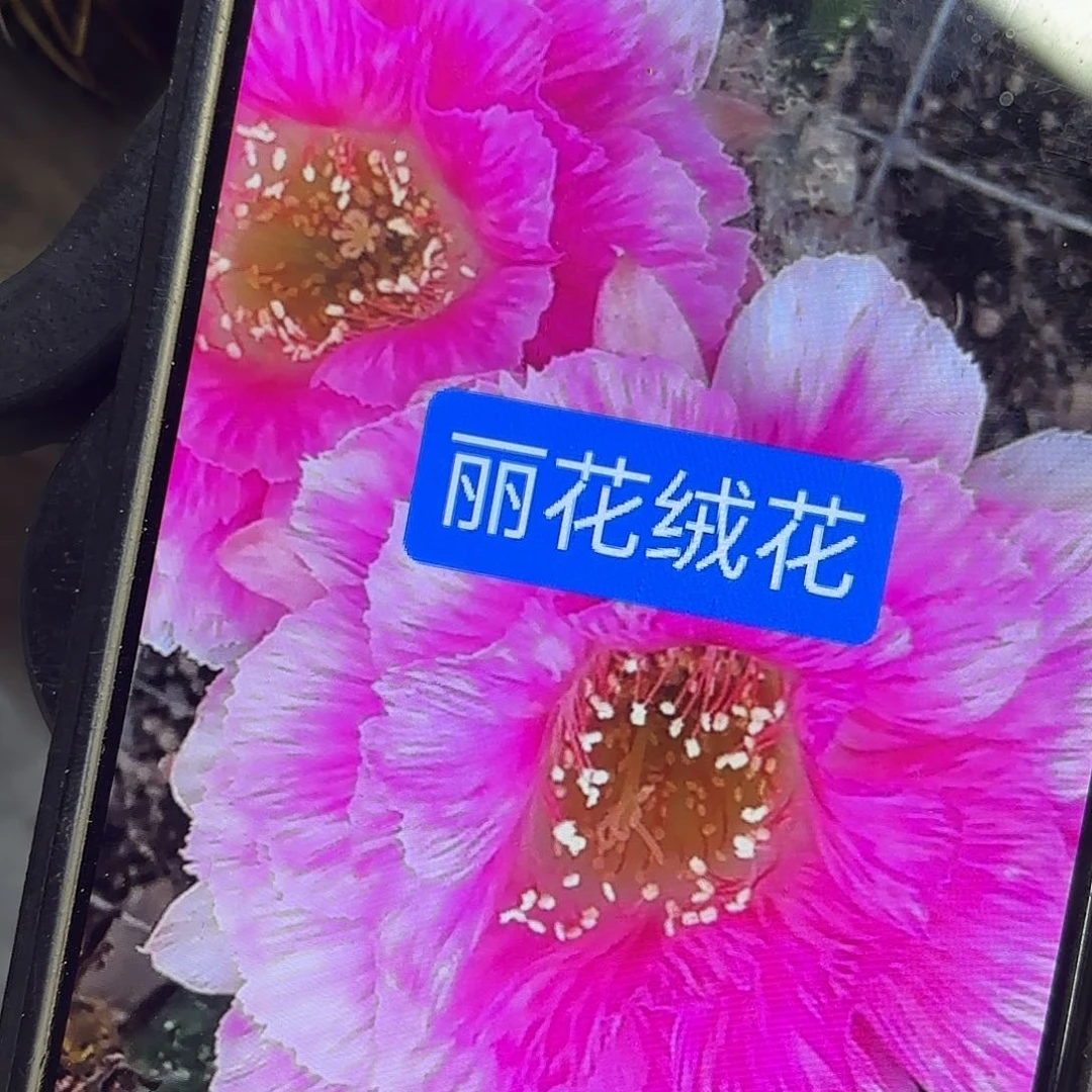 绒花彩侧牙20包邮仙人球40