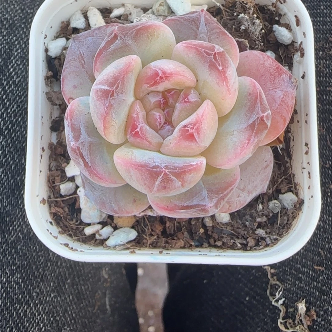 小卡拉米糖心一物一拍