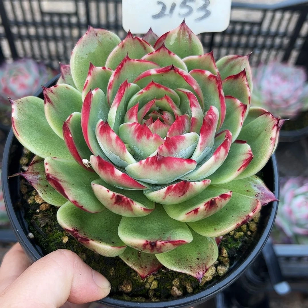 惊鸿仙子一物一拍2153号