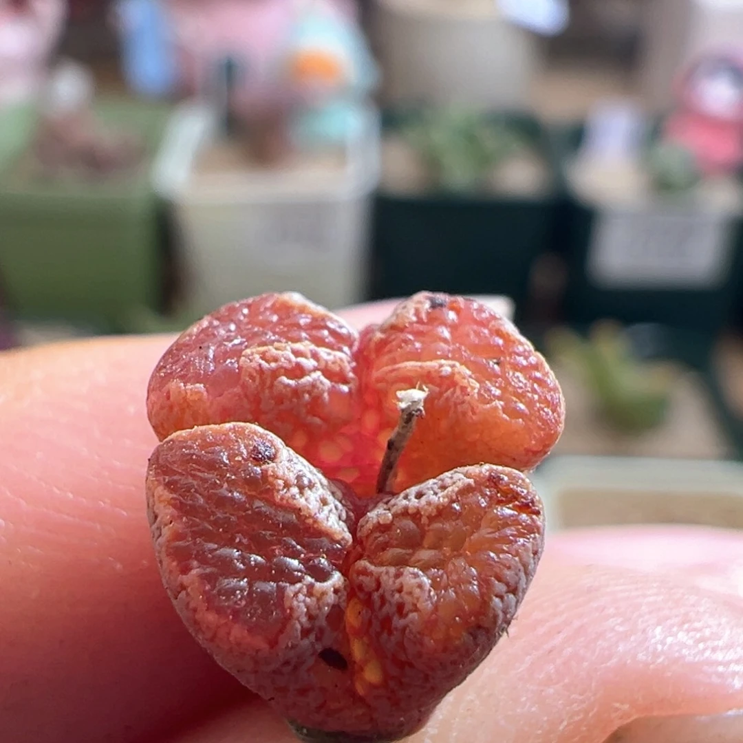 187。江南超蝶。多肉植物