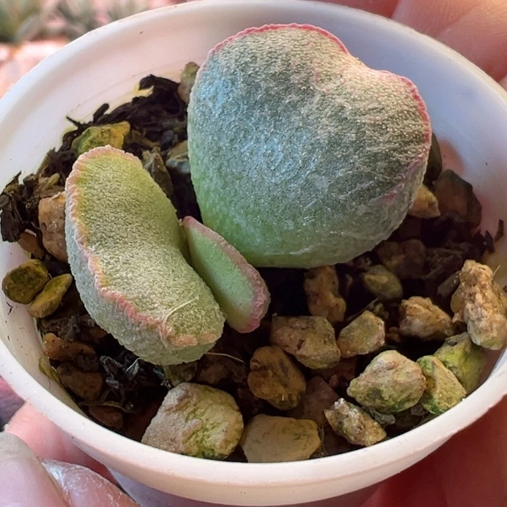 浮**梦可以说是我的最大