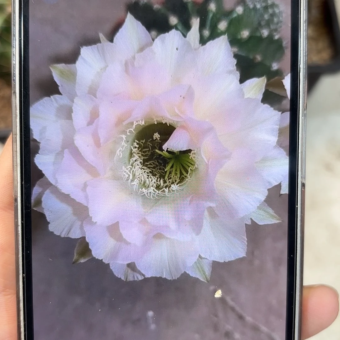彩草1-30号侧牙5.2公分左右