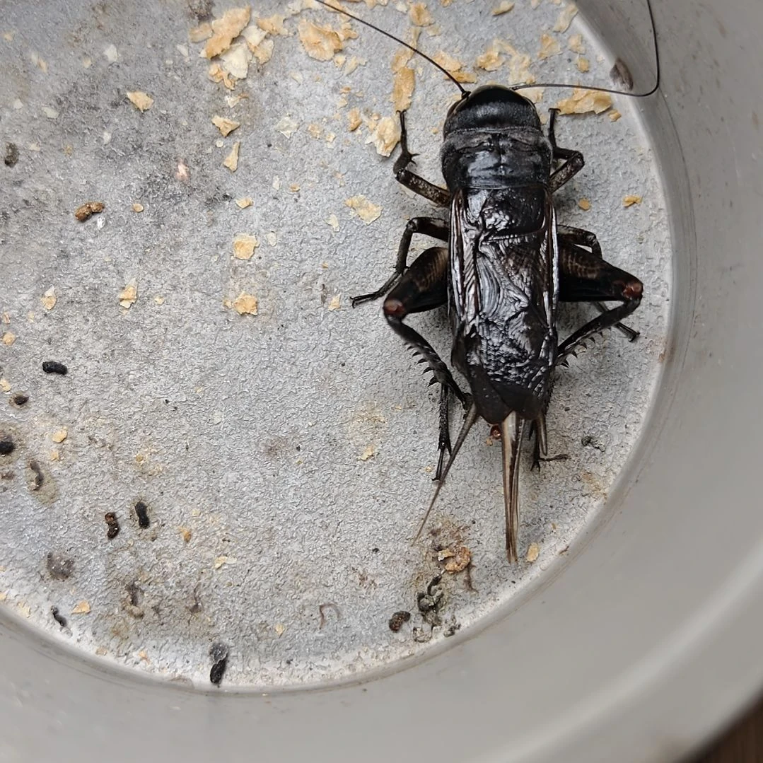 蟋蟀歪门邪调 乔氏35