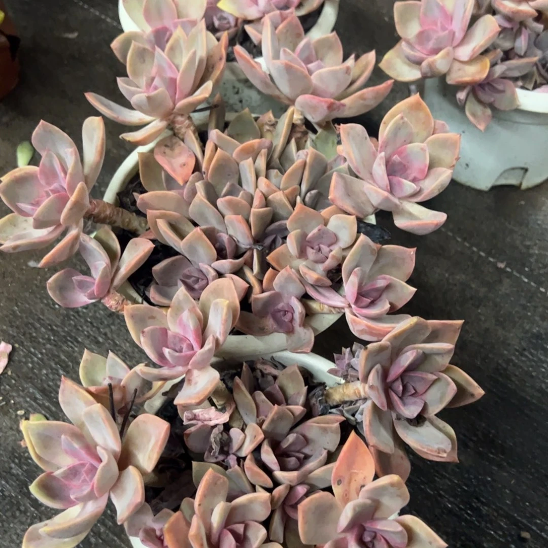 中国初恋两盆，180杯