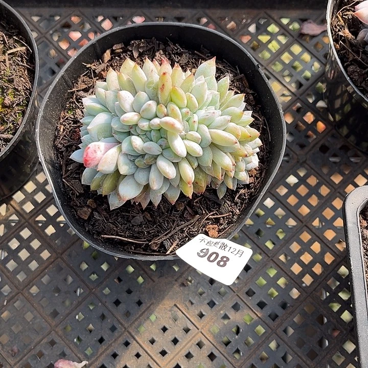 阿雅园艺。     908梦露缀