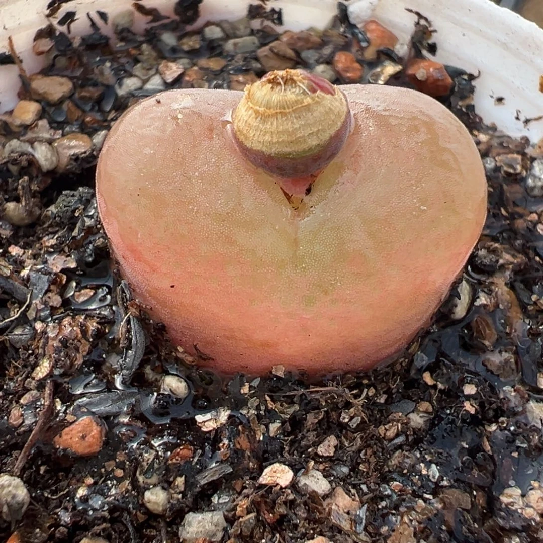 185多肉植物种类多样