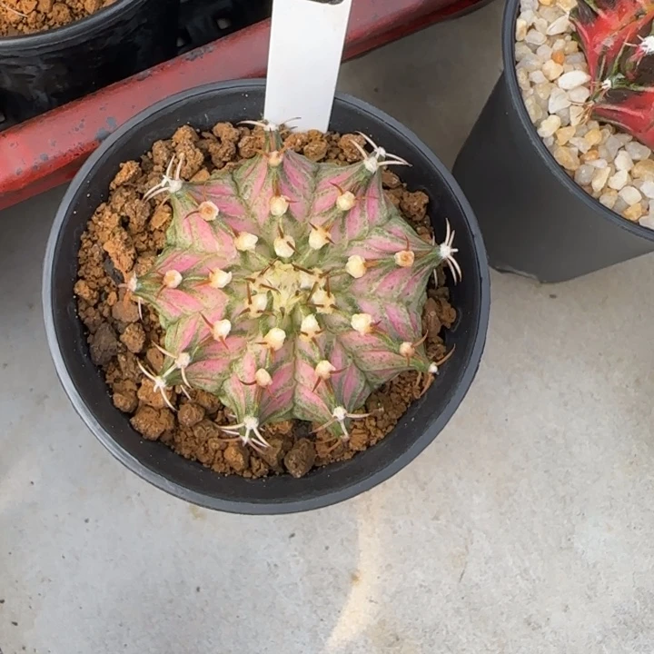 49-0121泰国发货海神多肉