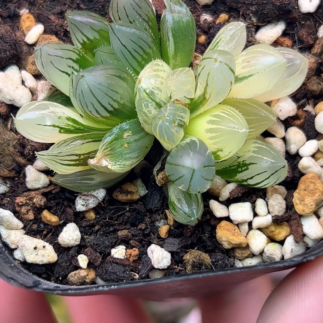 霓虹灯锦十二卷多肉植物