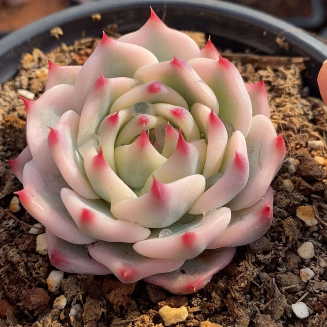 吉娃娃包子宽锦1