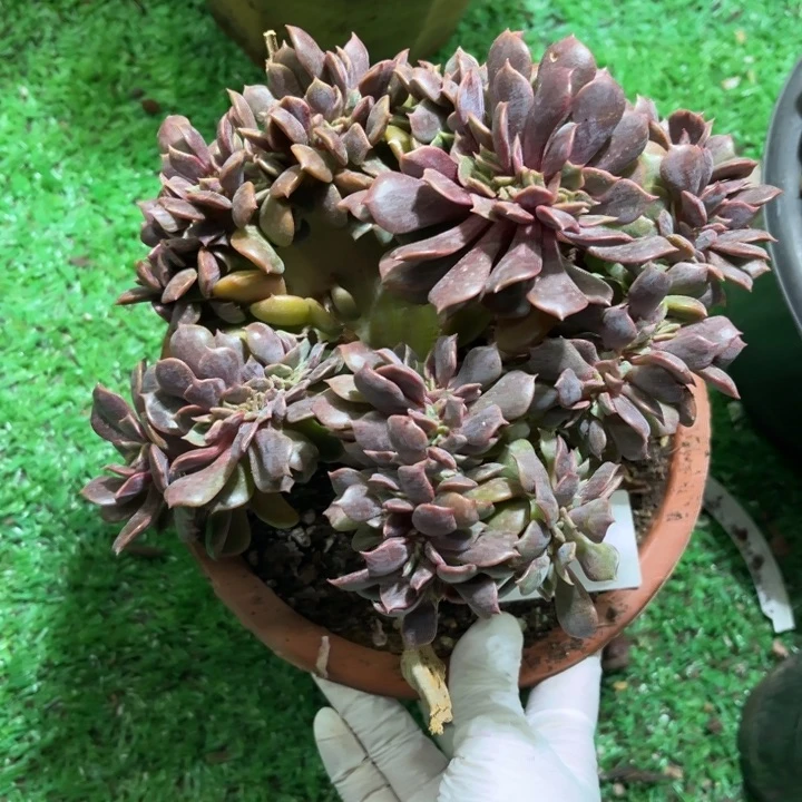 小**?224大红袍缀多肉植物