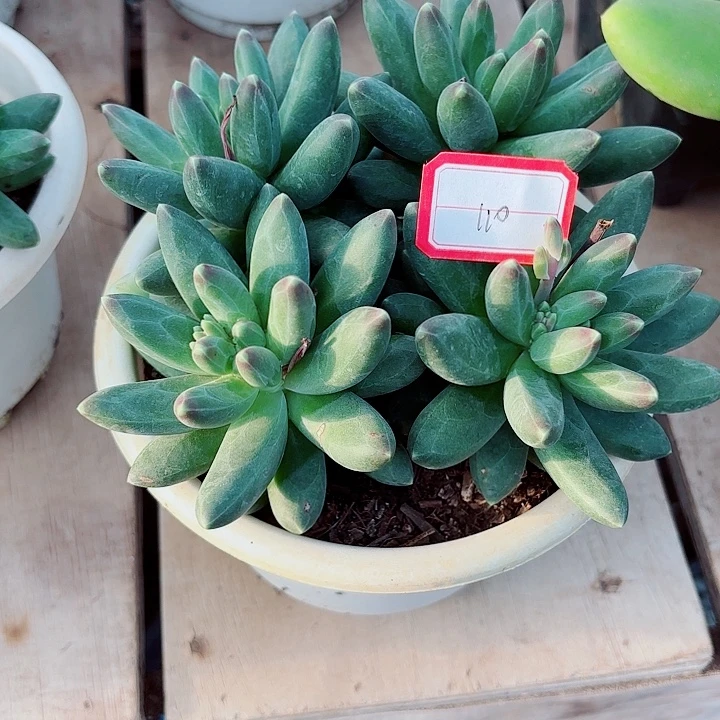 一物一拍多肉植物千代田110号