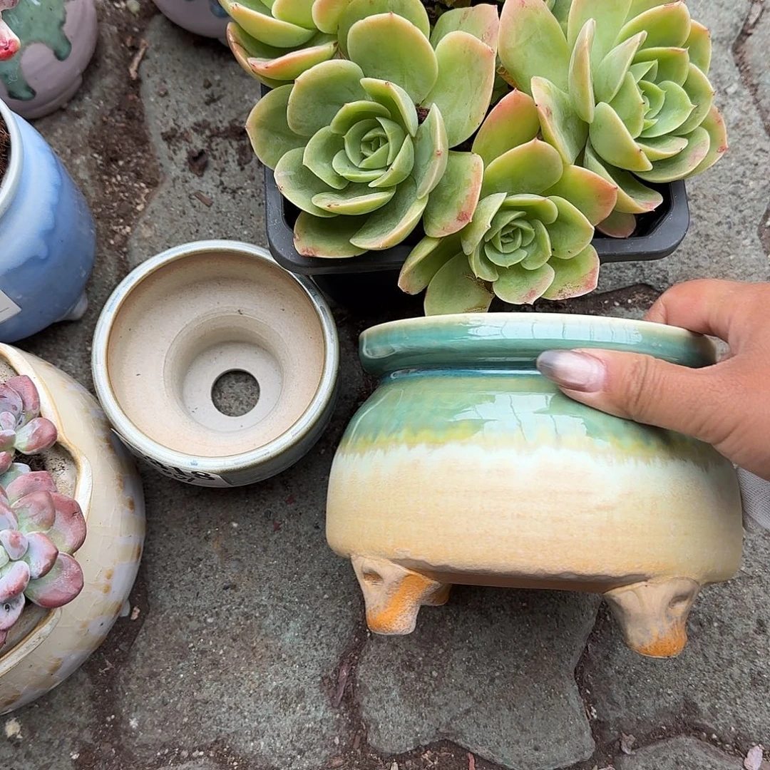 疯***。大号奶罐多肉植物