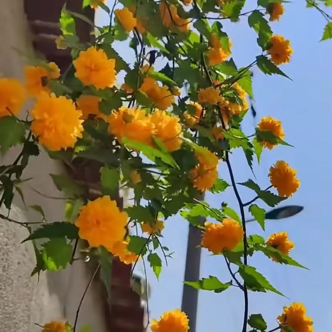 棣棠花耐寒耐热多年生