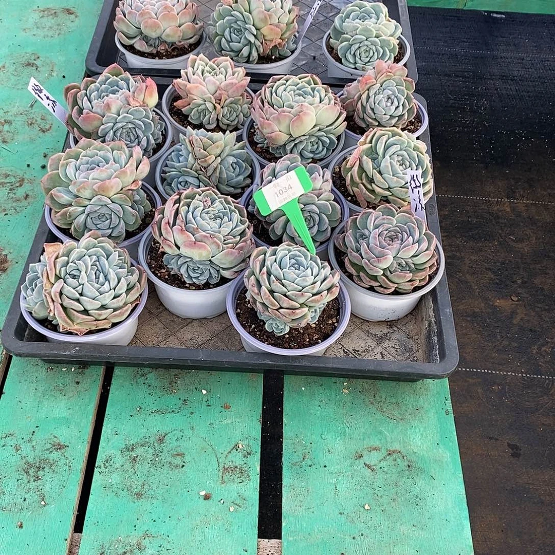 微***凉1034。 15颗发货。