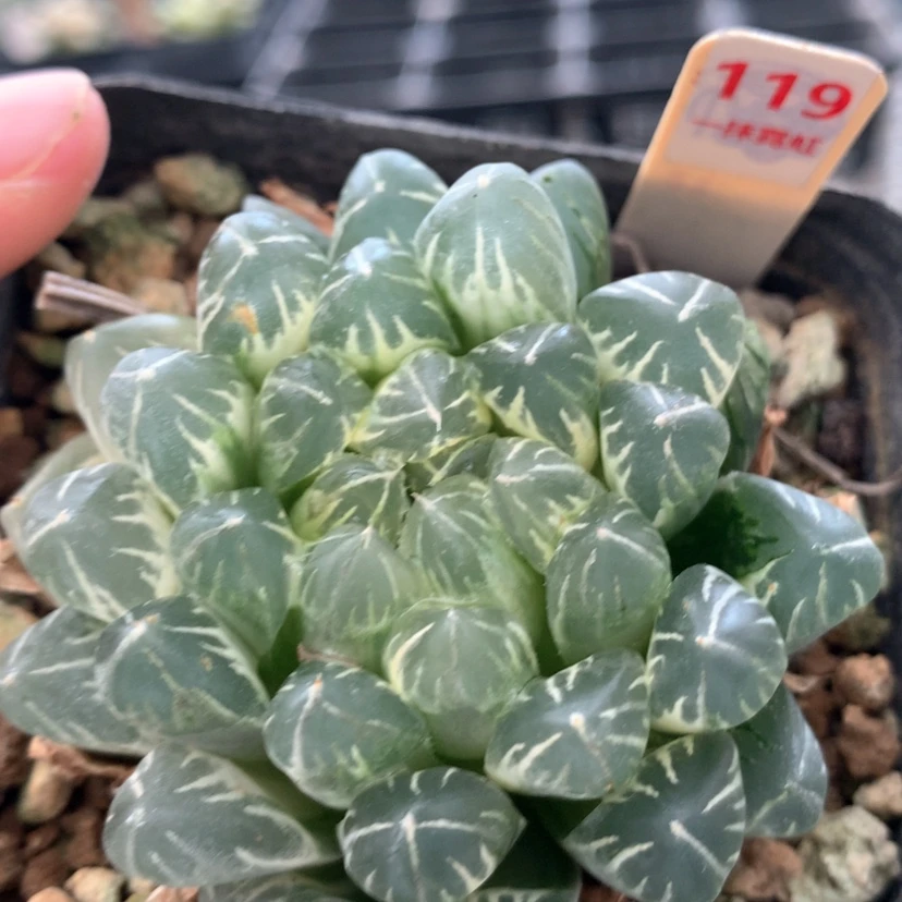 【闪购商品】119玉露