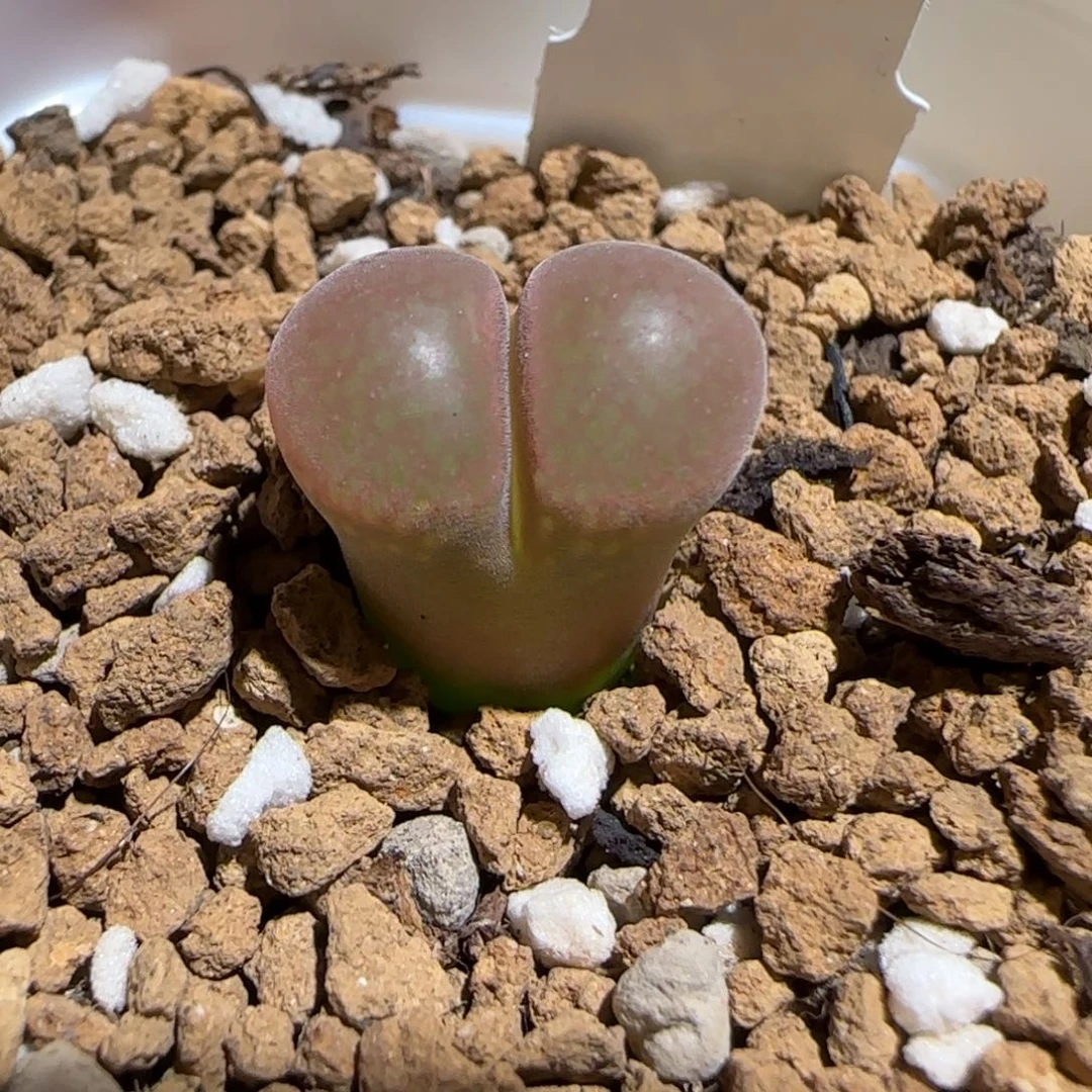 肉锥多肉植物组合-红风铃473