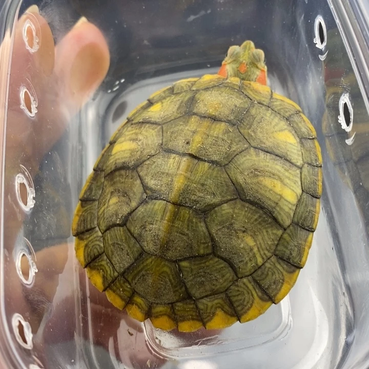 巴西彩龟母66666666