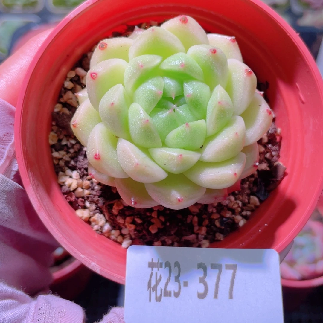 花利美23-377麦秆