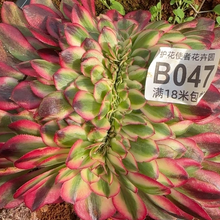 多肉法师倾城 缀化