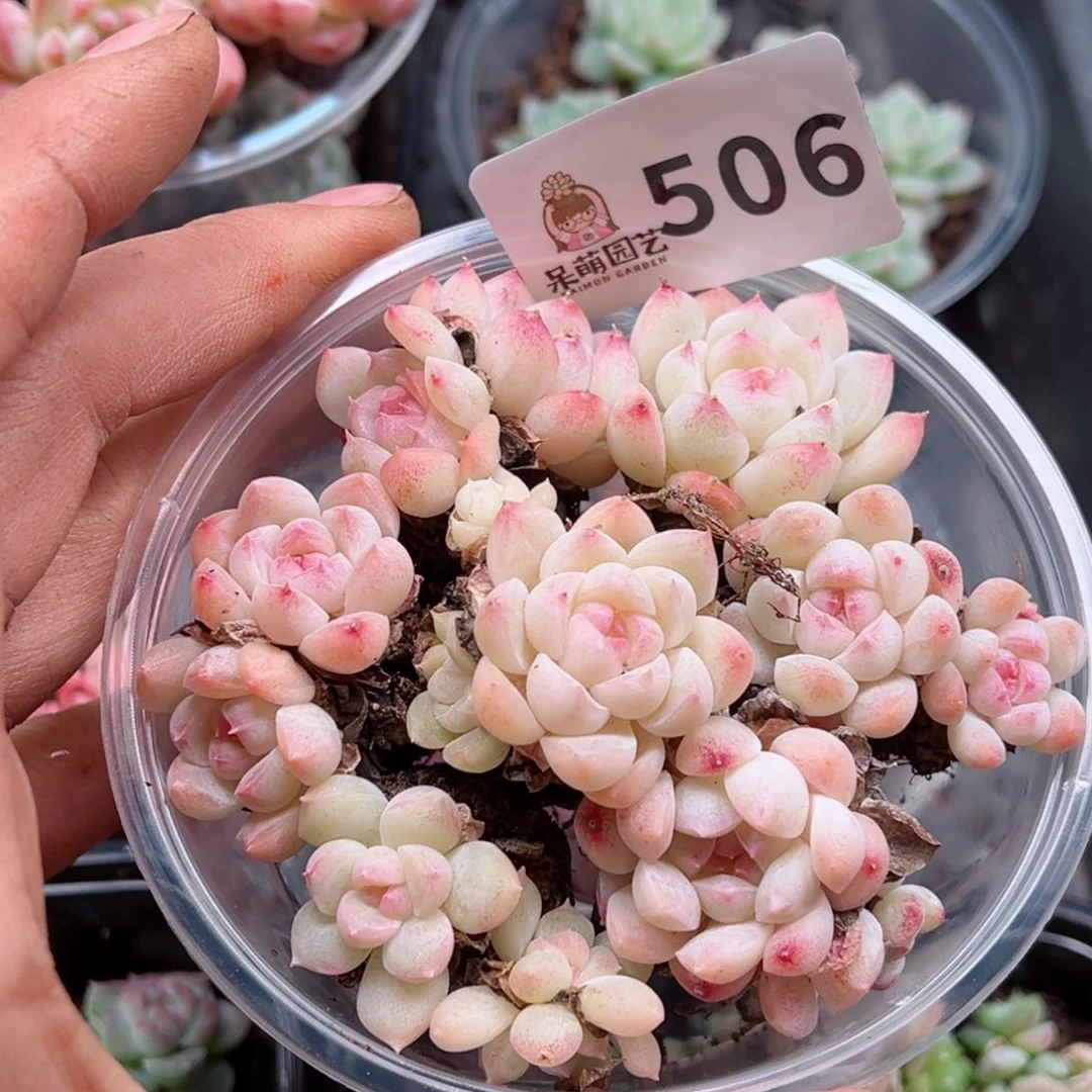 多肉植物多肉植物