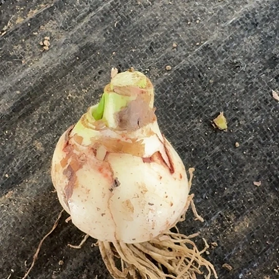 甜蜜妮芙7厘米带花剑