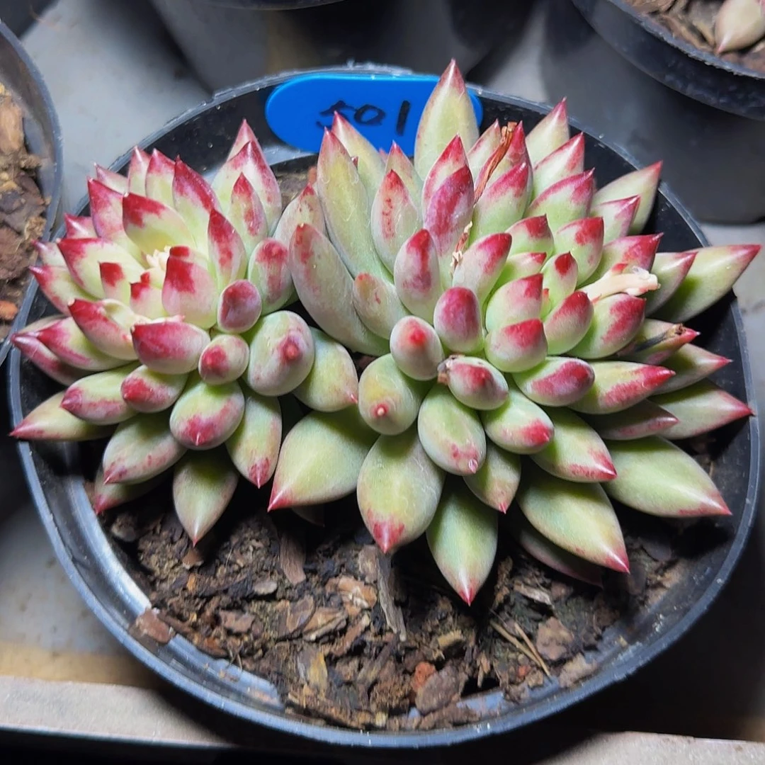 就****?二代虞美人501号一物一拍