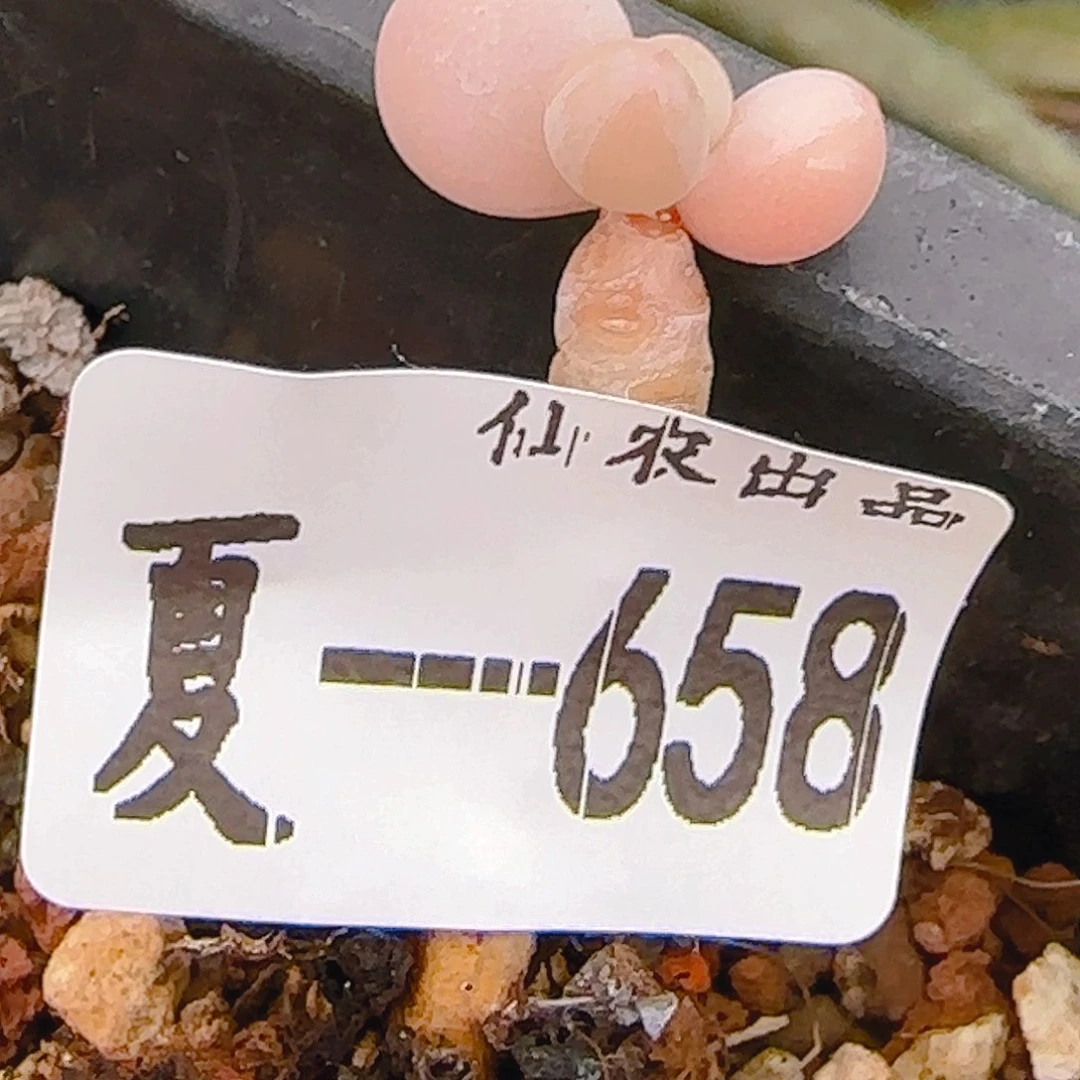 仙农出品，奶，658