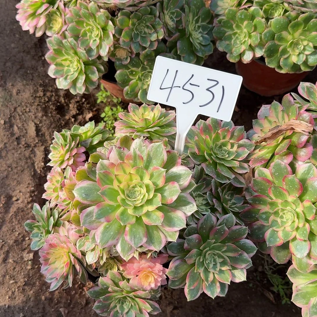 4531海王多肉法师多肉