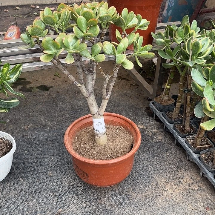 洛***.当前无花栽培后可以开花38