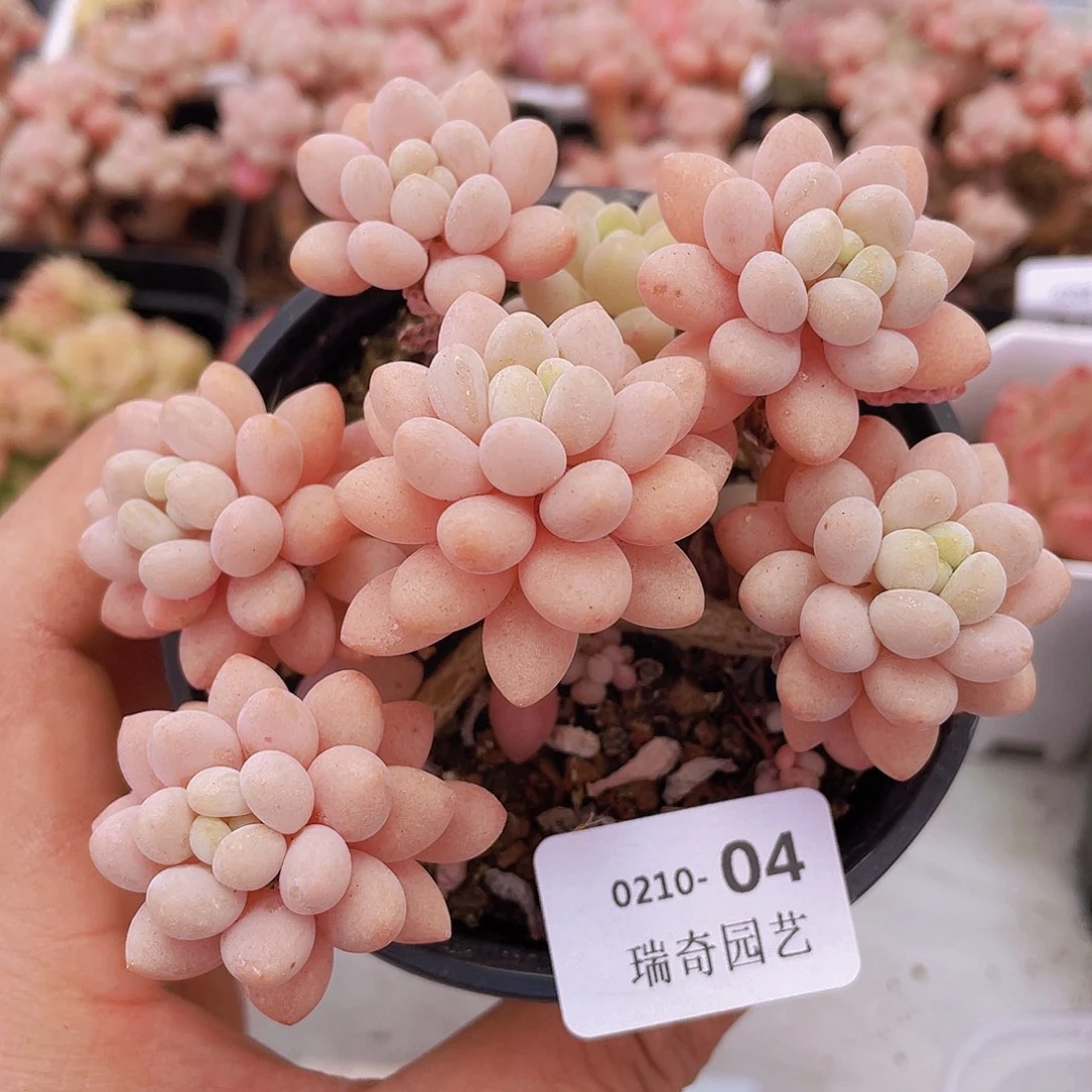 000000000000004量拍