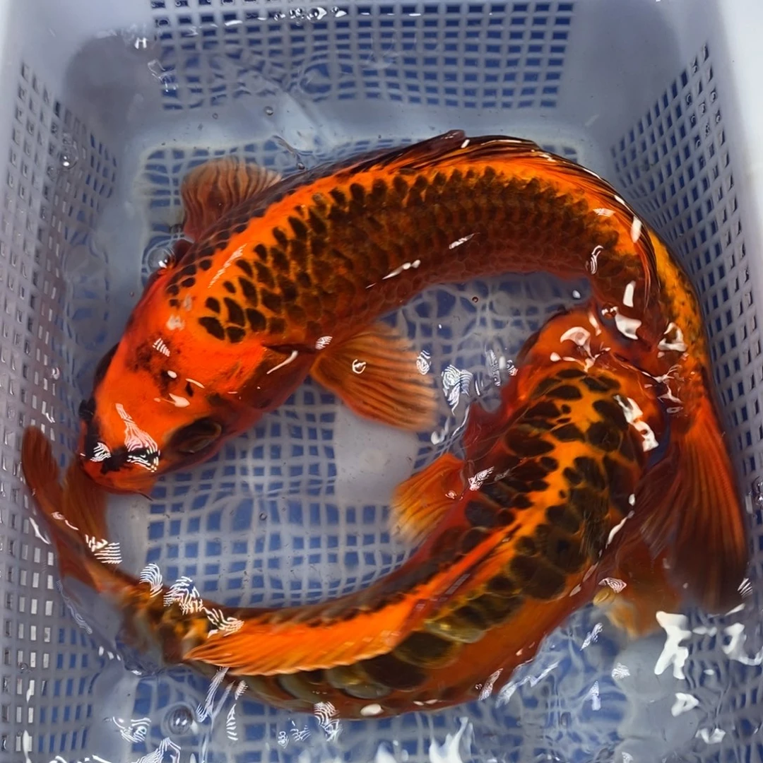 锦鲤冷水锦鲤包邮