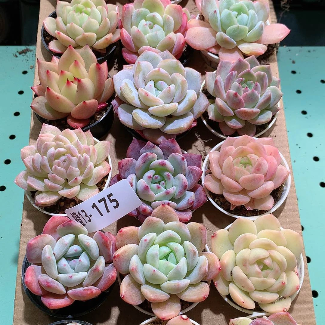 13-175一物一拍带盆18颗。