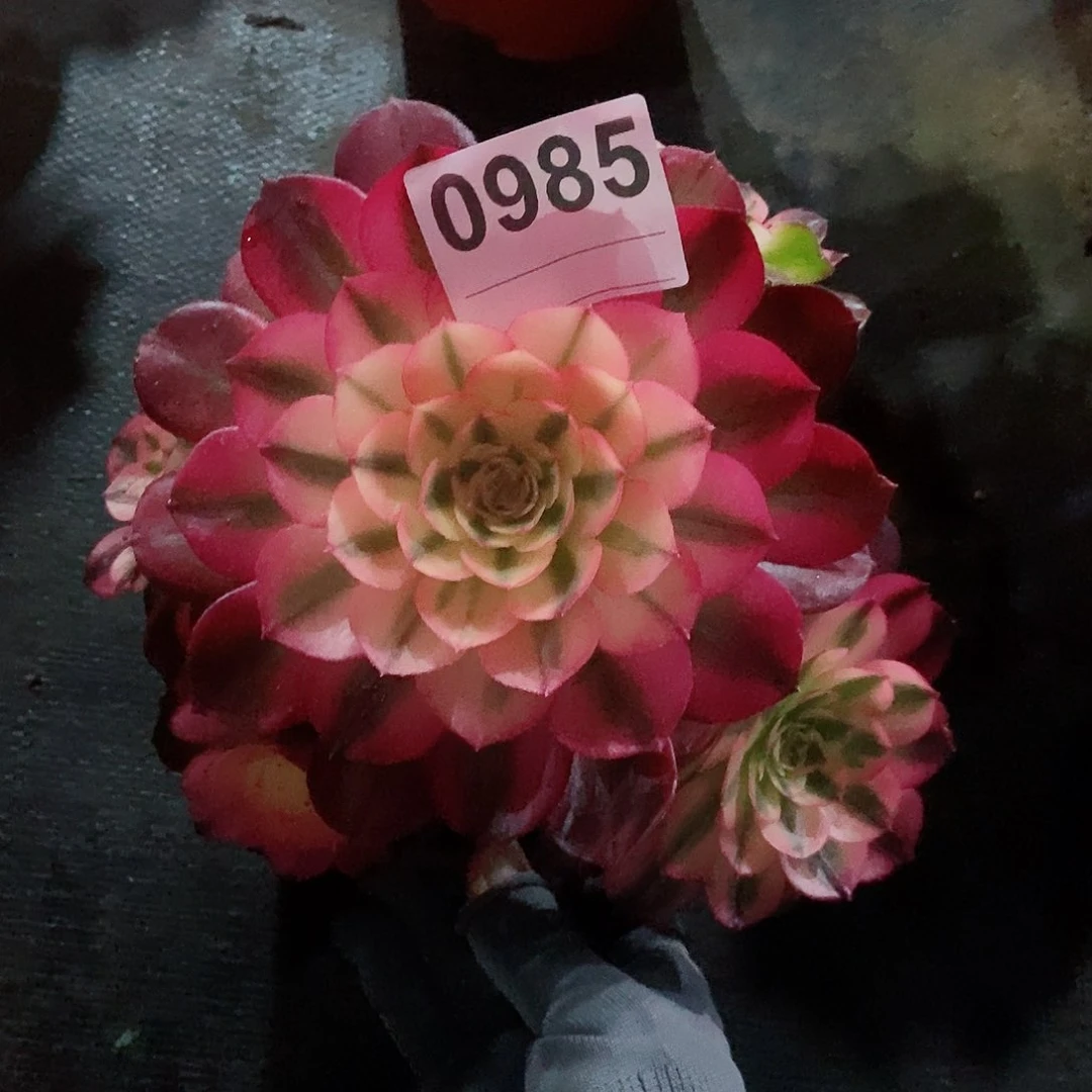 红陶0985荔枝3冠服16