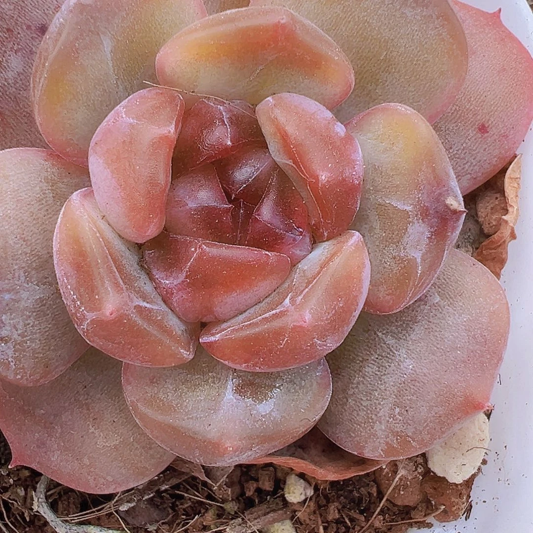 红恋19包邮多肉植物