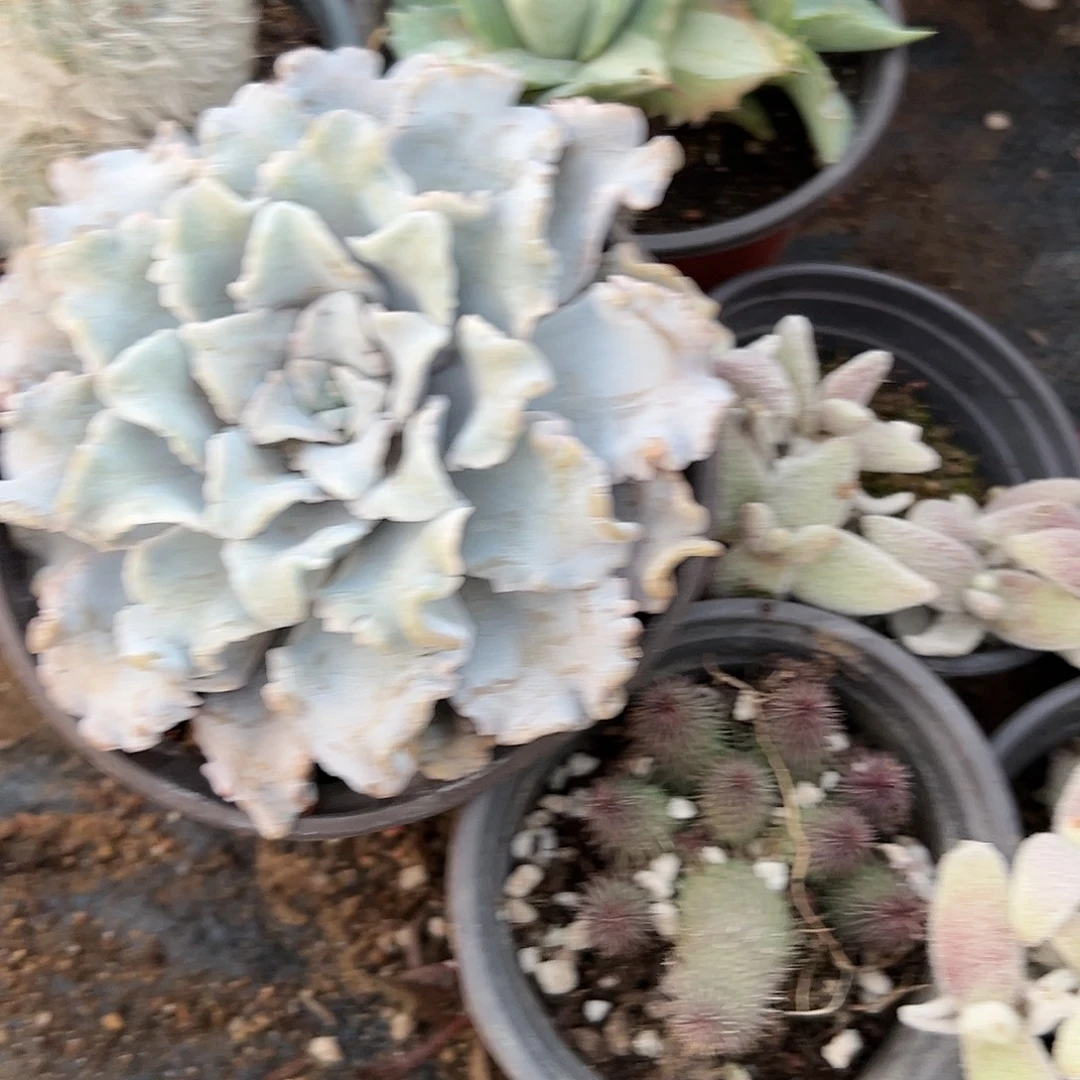 多肉植物多肉植物