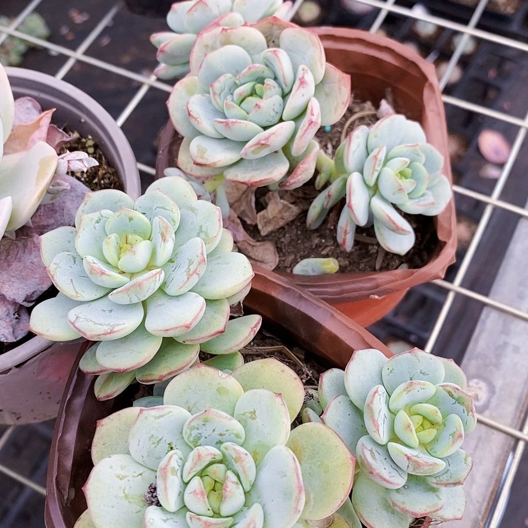 香草三头起发精品特价2盆