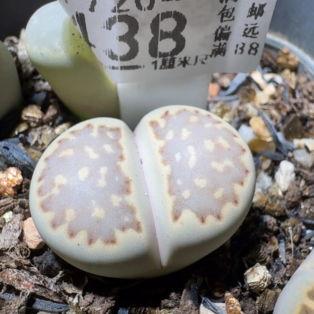 Sss清仓便宜出438