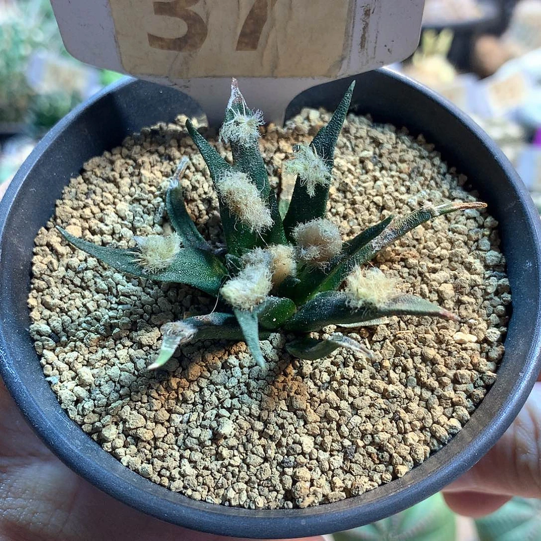 实生龙舌兰牡丹