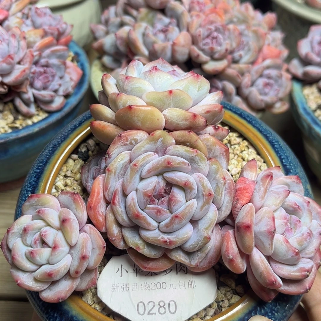 绿底紫心280/13cm4头