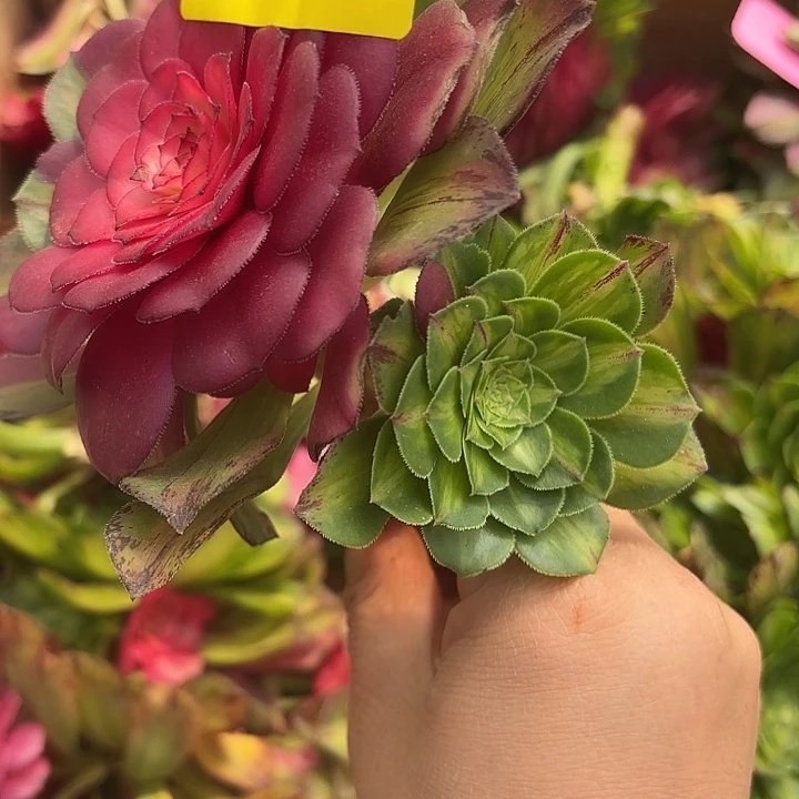 多肉植物福利042