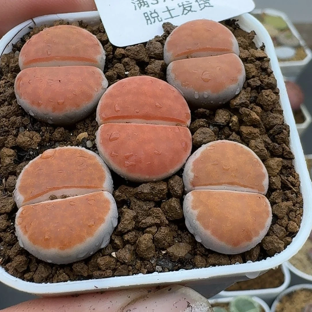 62多肉哈哈哈哈哈哈哈哈