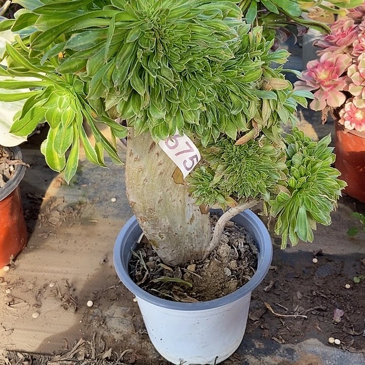 夕颜中班碧螺春缀675多肉不包断